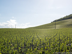 Moet & Chandon Grape Vineyards, Cramant France