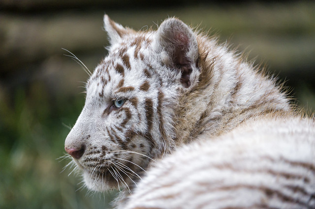 Profile portrait of a lying tiger cub
