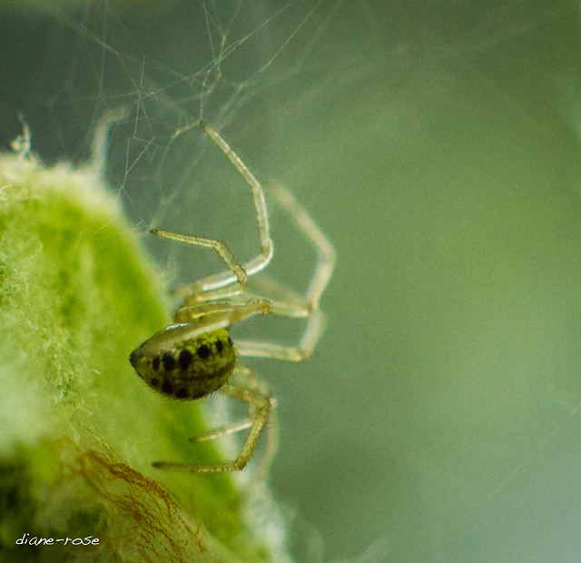 20150510-teeny tiny spider