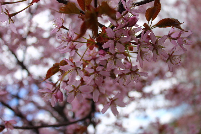 cherry blossoms ♥