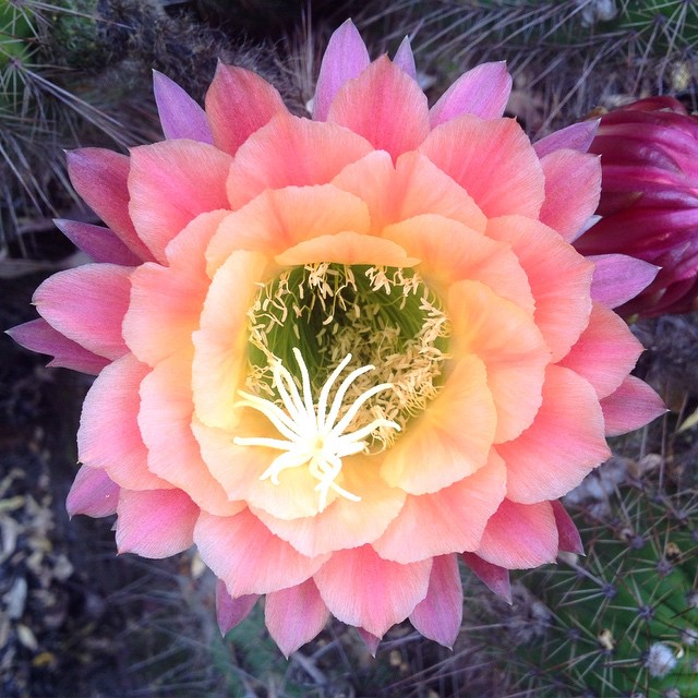 The colors are so beautiful... An apricot color toned flower cactus