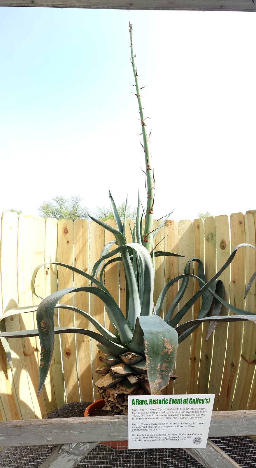 Agave Centuryplant Cactus Agavaceae