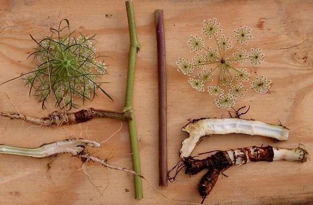 Foraging Texas: Queen Anne's Lace/Wild Carrot