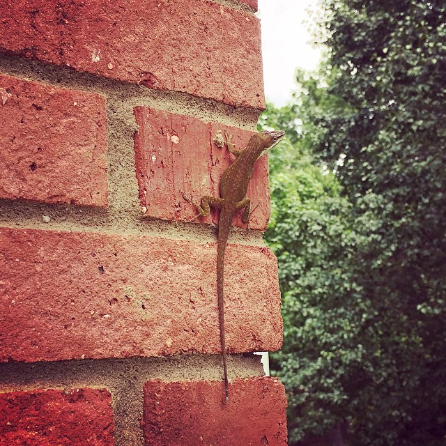 YAY!!!!! It's my first real  #crazygeorgializardspotting at our new home!!!!! The kids & I were thrilled to see our first #chameleon!! #lizardgram #lizards #lizardsofinstagram #reptiles #igersatl #igersatlanta #igersga #igersgeorgia #georgia #northgeorgia