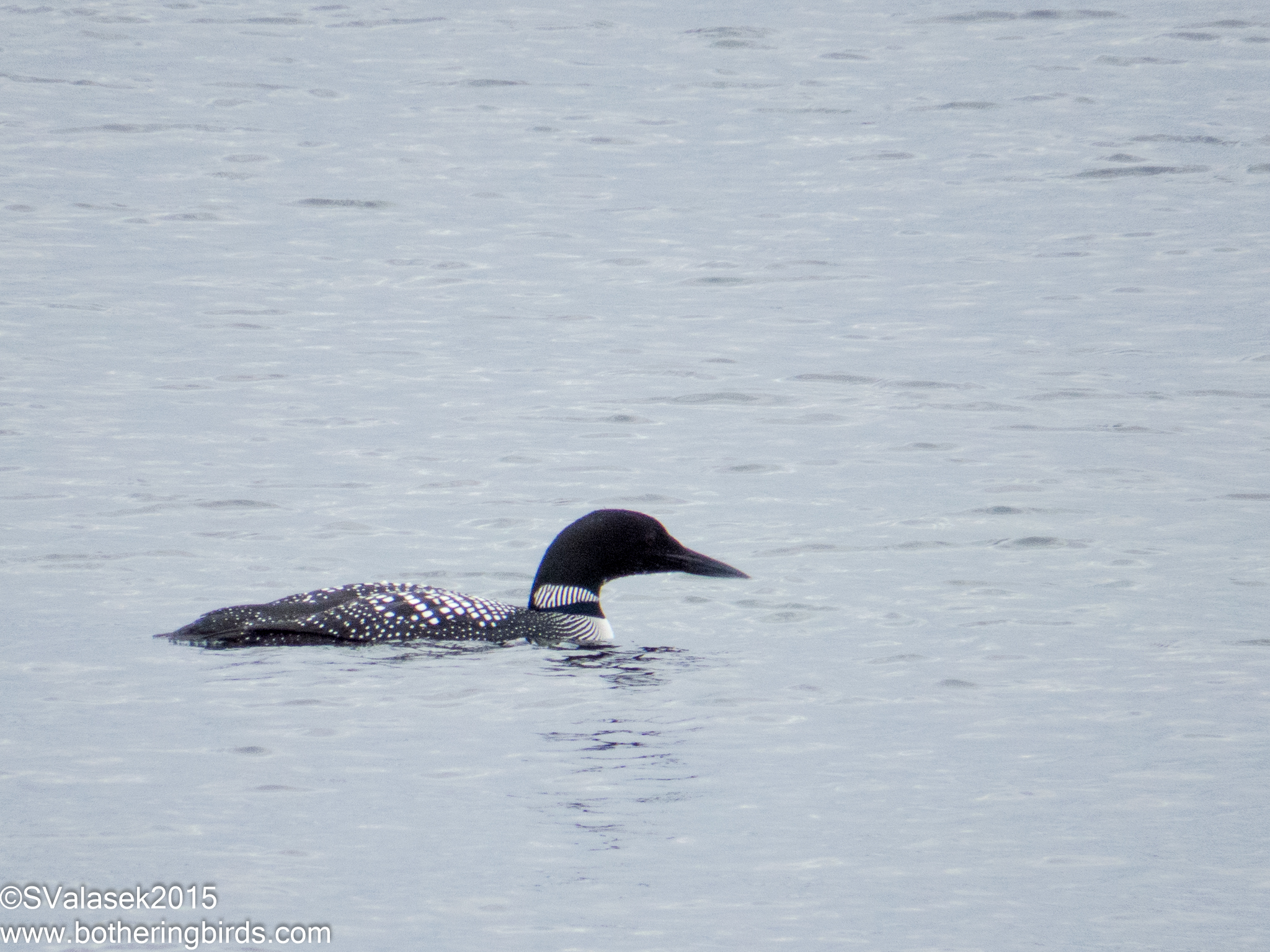 Common Loon / Great Northern Diver
