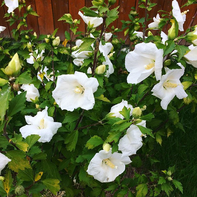 These Rose of Sharon are still blooming like crazy!