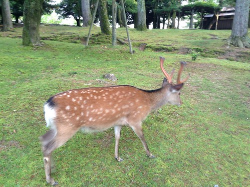 奈良公園と鹿