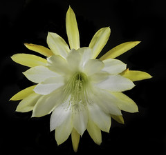 Backlit Yellow Epiphyllum