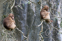 Tibetan Macaques, Tangjiahe Nature Reserve, Sichuan, China