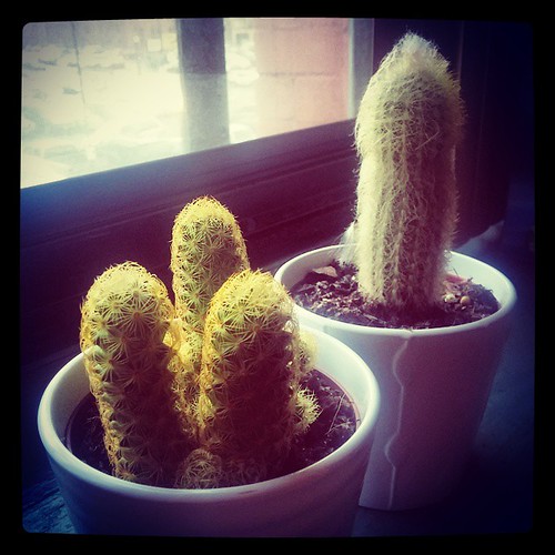 Our new little Cacti...