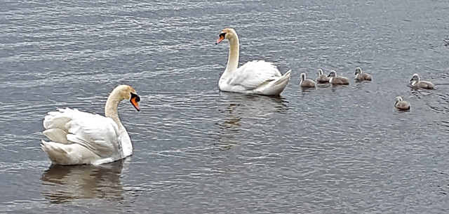 Doon Shore Swans