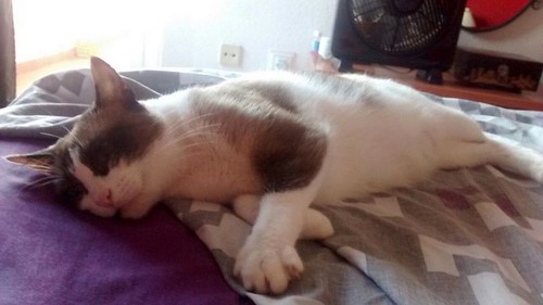 Ummi, gata Siamesa tricolor muy dulce y juguetona tímida nacida en 2013, en adopción. Valencia. ADOPTADA. 29947247866_c608fc3eac
