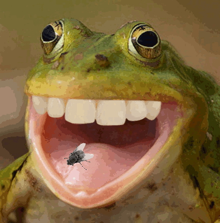 Fly frog TEEFS