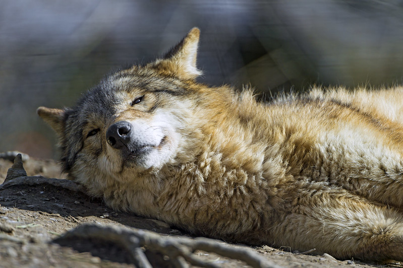 Wolf in the sun half sleeping