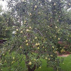 Bumper crop of pears this year.