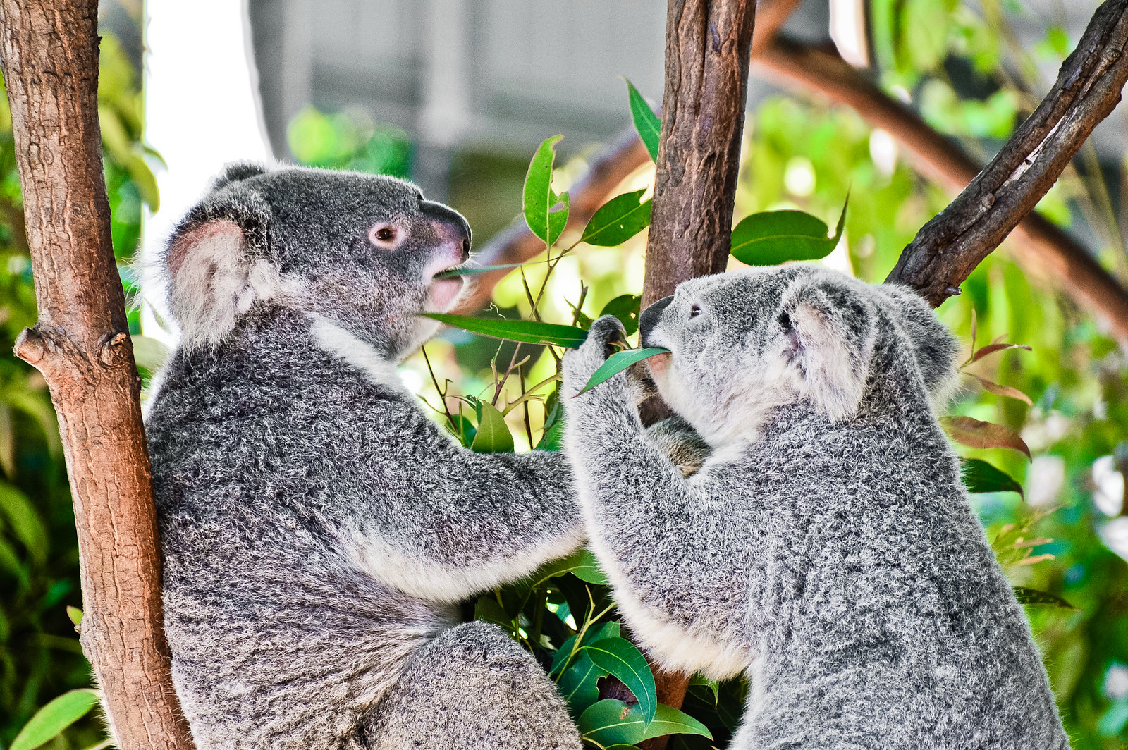 Currumbin Wildlife Sanctuary Koalas