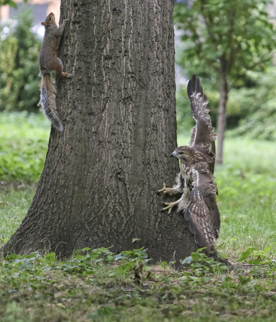 Fledgling hawk trying to catch a squirrel