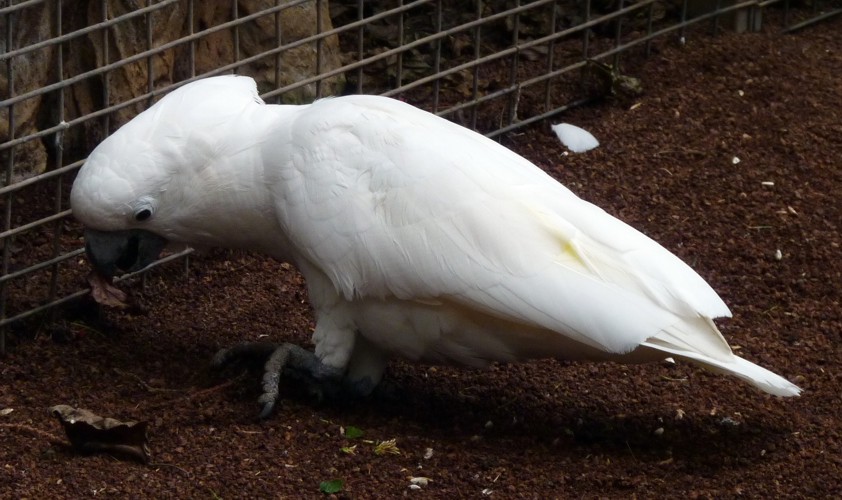 Cacatua alba 17779748228_7fc8653fb0_o