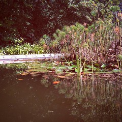 Conservatory pond   #coloursofyousa  #mynelsonmandelabay  #sharethebay  #stgeorgespark  #pearsonconservatory  #pond #aquaticlife