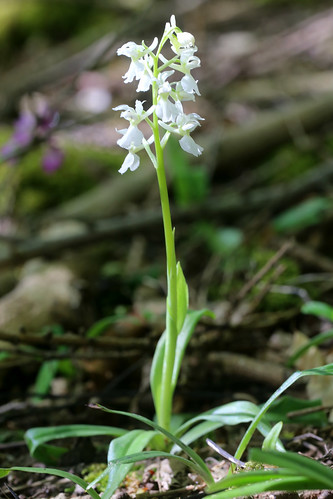 Early Purple Orchid, Orchis mascula var. alba