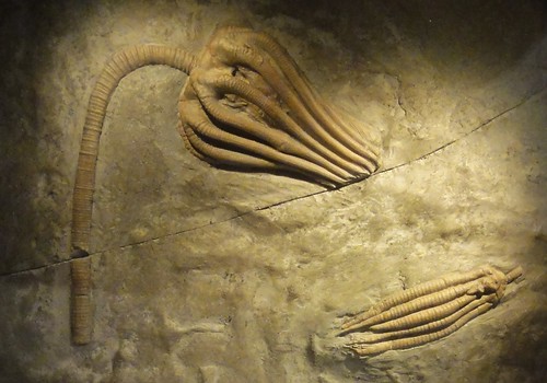 Image shows a crinoid with a stem on the left, and a crinioid head lying below it on the right, in a slab of tan stone. The crinoid heads look like tentacles. 