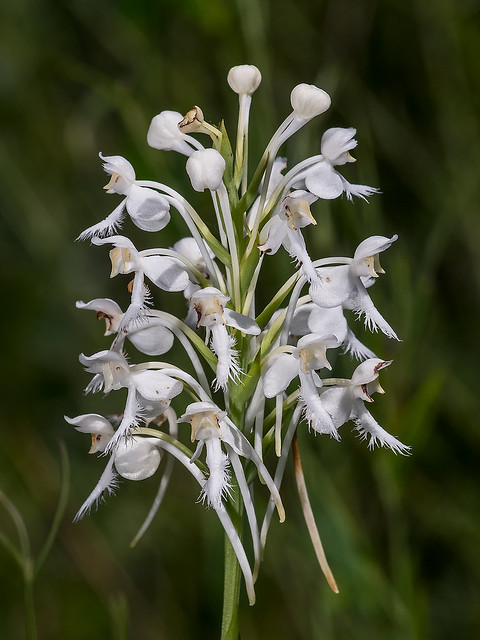 Southern White Fringed orchid