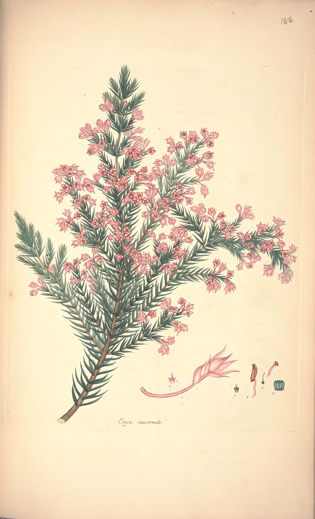 Erica mucronata