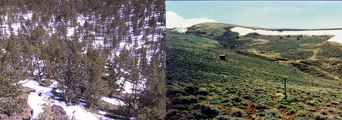 Stands of conifers evenly distributed snow compared with drifting snow in a treeless sagebrush landscape