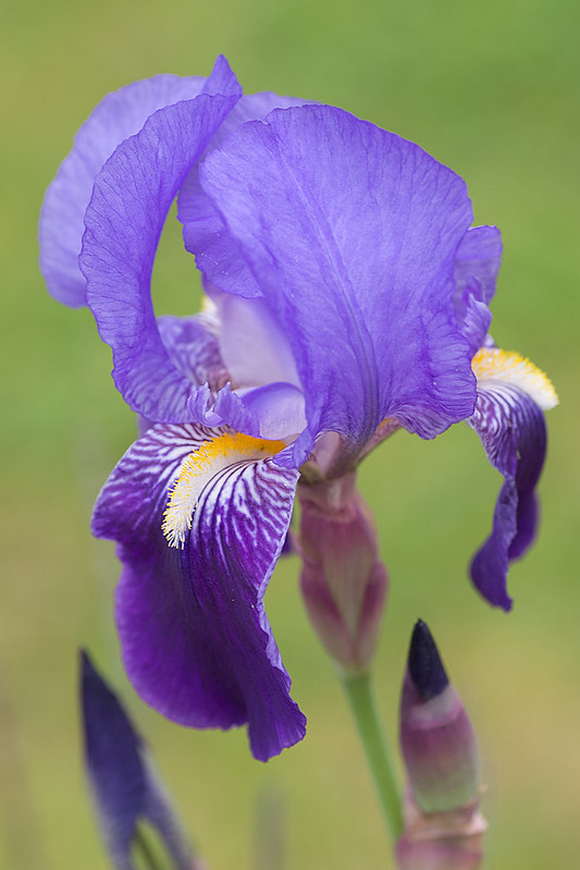 Iris germánica
