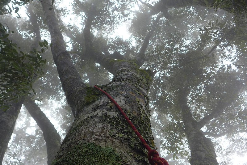 攀樹，不知不覺被雲霧籠罩住。圖片來源：陳雅得。