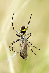 garden spider plausibly Argiope sp