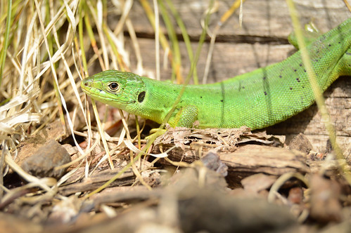 Smaragdeidechse - Juvenile Green Lizard - Lacerta bilineata / Lacerta viridis