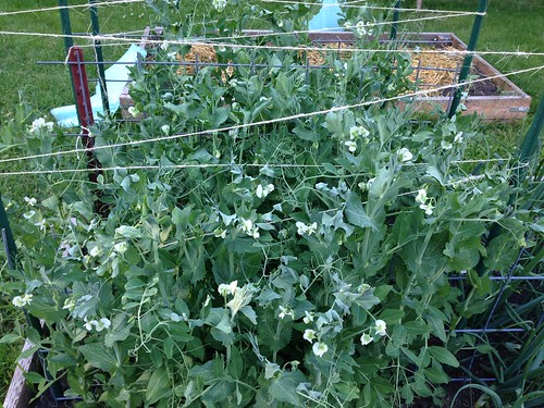 Look at all the pea flowers!!!