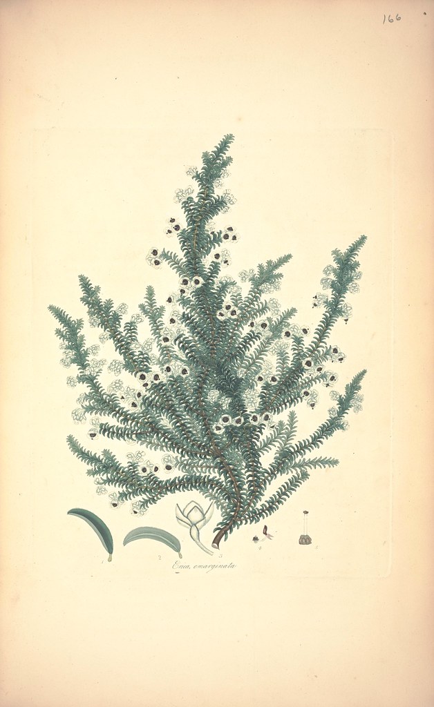 Erica emarginata