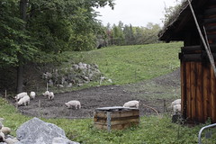 Norsk Folkemuseum: pig farm