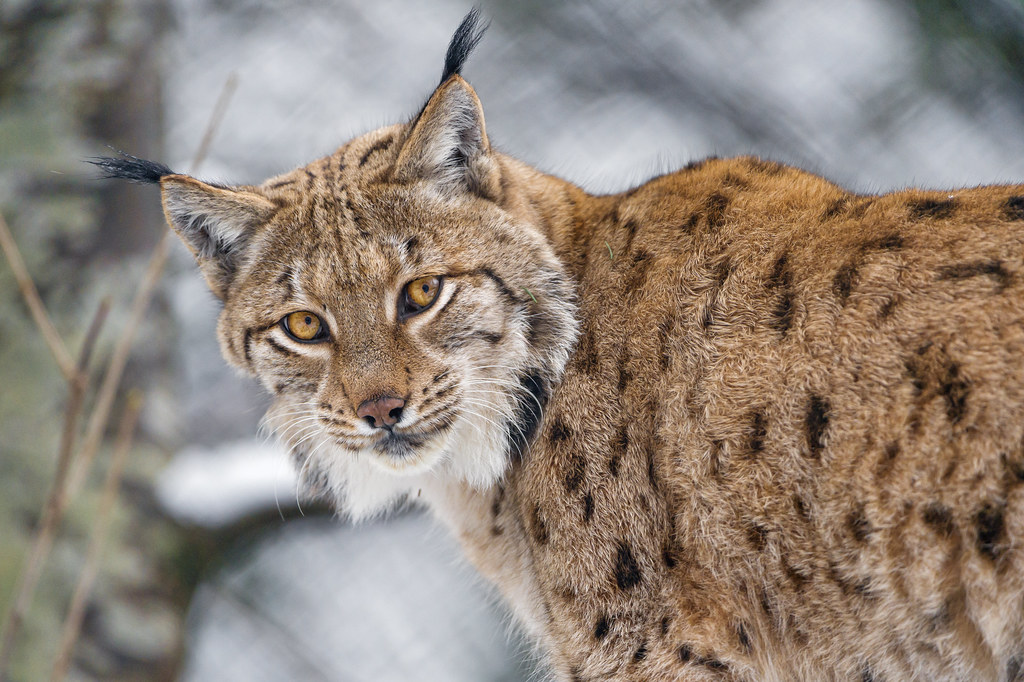 Lynx portrait | Profile portrait of the male lynx... | Tambako The