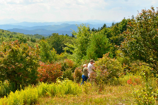 Pick wild blueberries at Grayson Highlands State Park in Virginia
