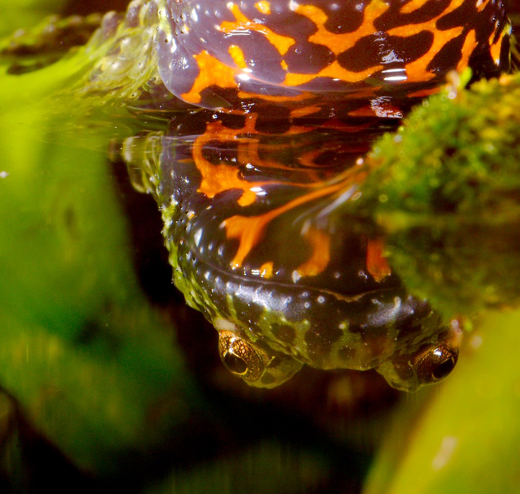 Fire-bellied Toad_5