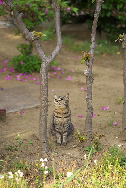 東京路地裏散歩 谷中のネコ 2015年5月10日