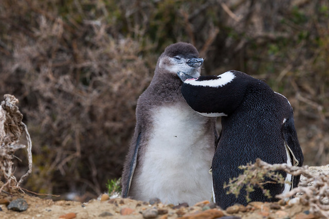 Magellanic penguins / Magellan-Pinguine (Spheniscus magellanicus) - Monte León National Park, Patagonia, Argentina