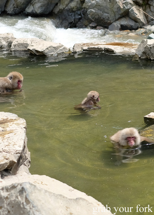 Snow monkeys relaxing in the outdoor onsen in Nagano, Japan