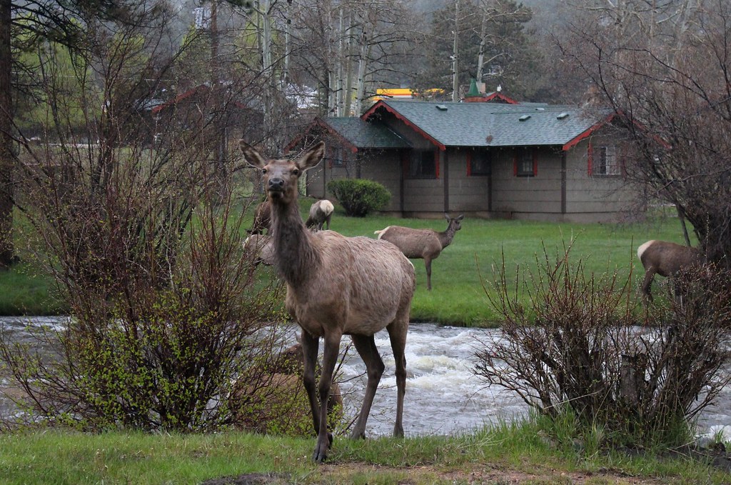 Elk in Estes Park | Elk at our campsite in Estes Park on the… | Flickr