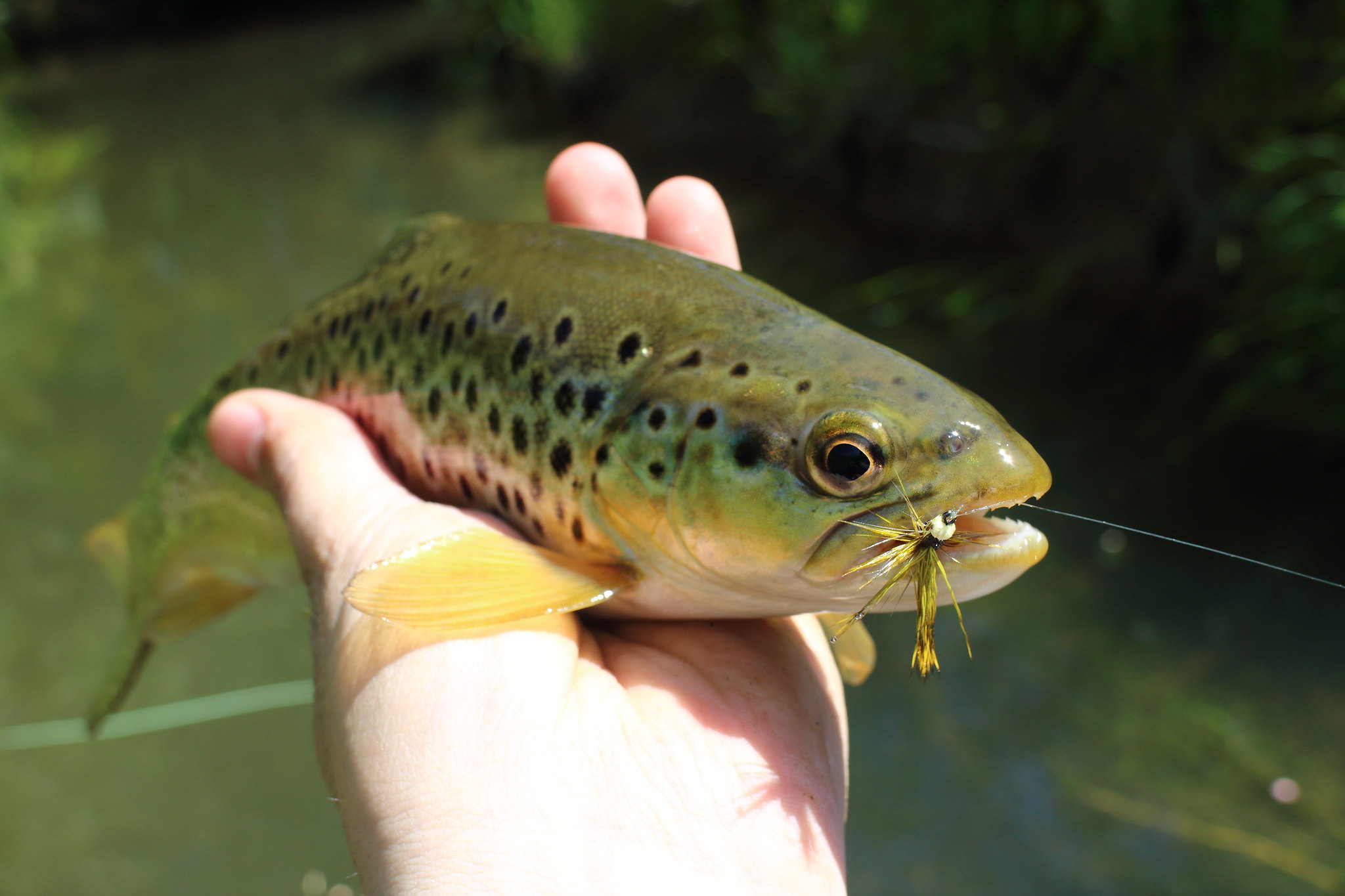 Mayfly Caught Trout