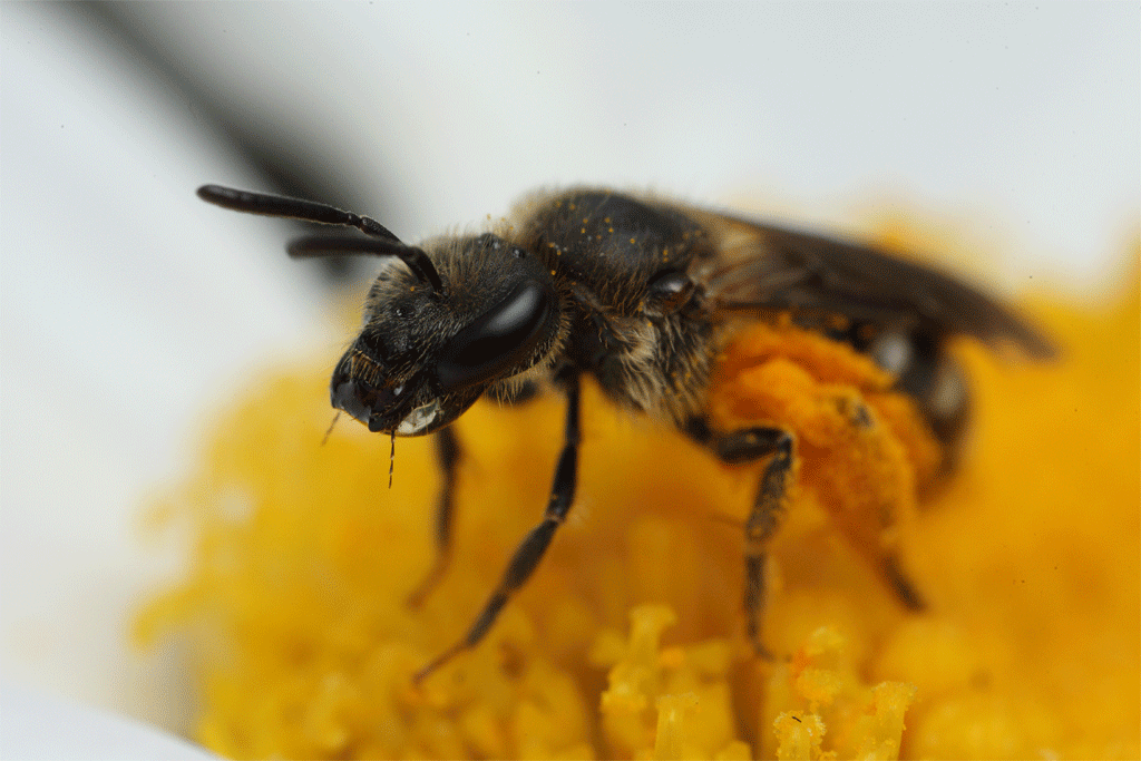 Нектар тела. Пчела. Пчела с нектаром. Пчела с обножкой. Пчела с пыльцой на лапках.