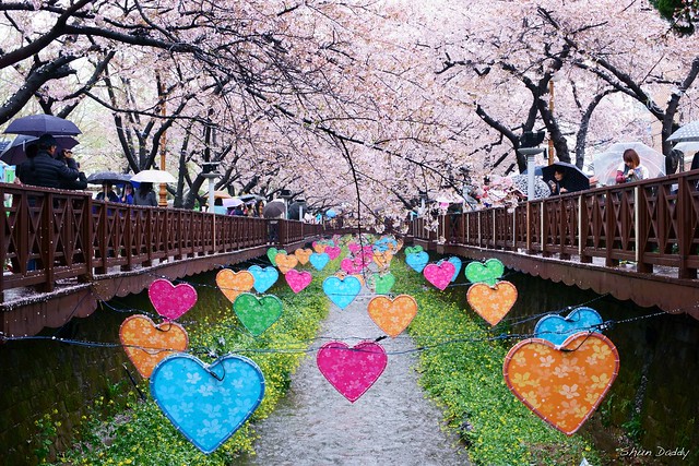 Sakura Heart