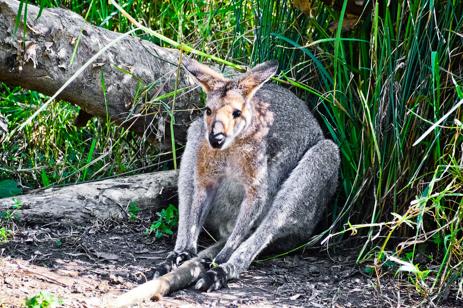 Currumbin Wildlife Sanctuary Wallaby