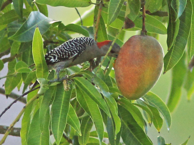 Red-bellied Woodpecker eating my mango 2-20150526