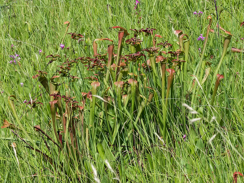 Mountain Sweet Pitcher Plant group