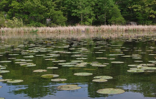 Lily pads in May