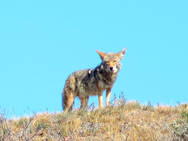 coyote watches